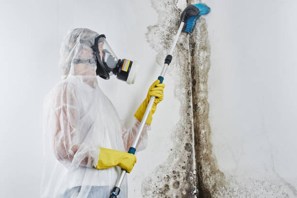 Best Health and Safety Mold Remediation in Wyndham, VA