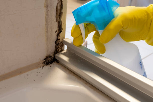 Best Insurance-Related Mold Remediation in Wyndham, VA