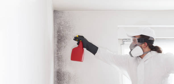 Best Residential Mold Remediation in Wyndham, VA