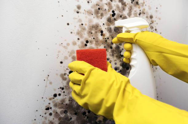 Best Attic Mold Remediation in Wyndham, VA