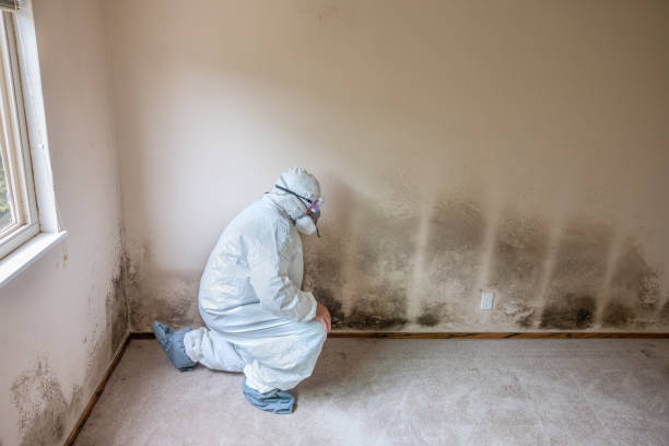 Best Industrial Mold Remediation in Wyndham, VA