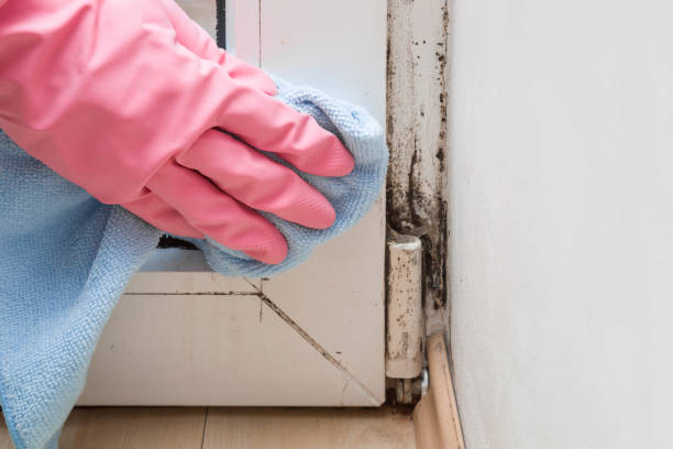 Best Emergency Mold Remediation in Wyndham, VA